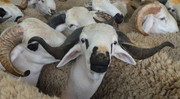 اضغط على الصورة لرؤيتها بالحجم الطبيعي